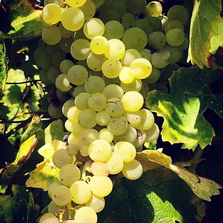 La Maison Du Vignoble Piscine, Tennis, Wallbox بيت للعطل