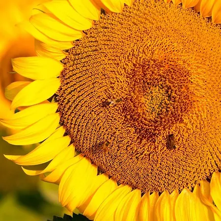 La Maison Du Vignoble Piscine, Tennis, Wallbox *